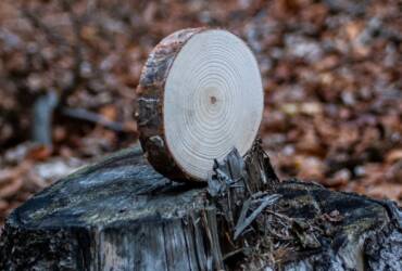 Dřevěné kolečka